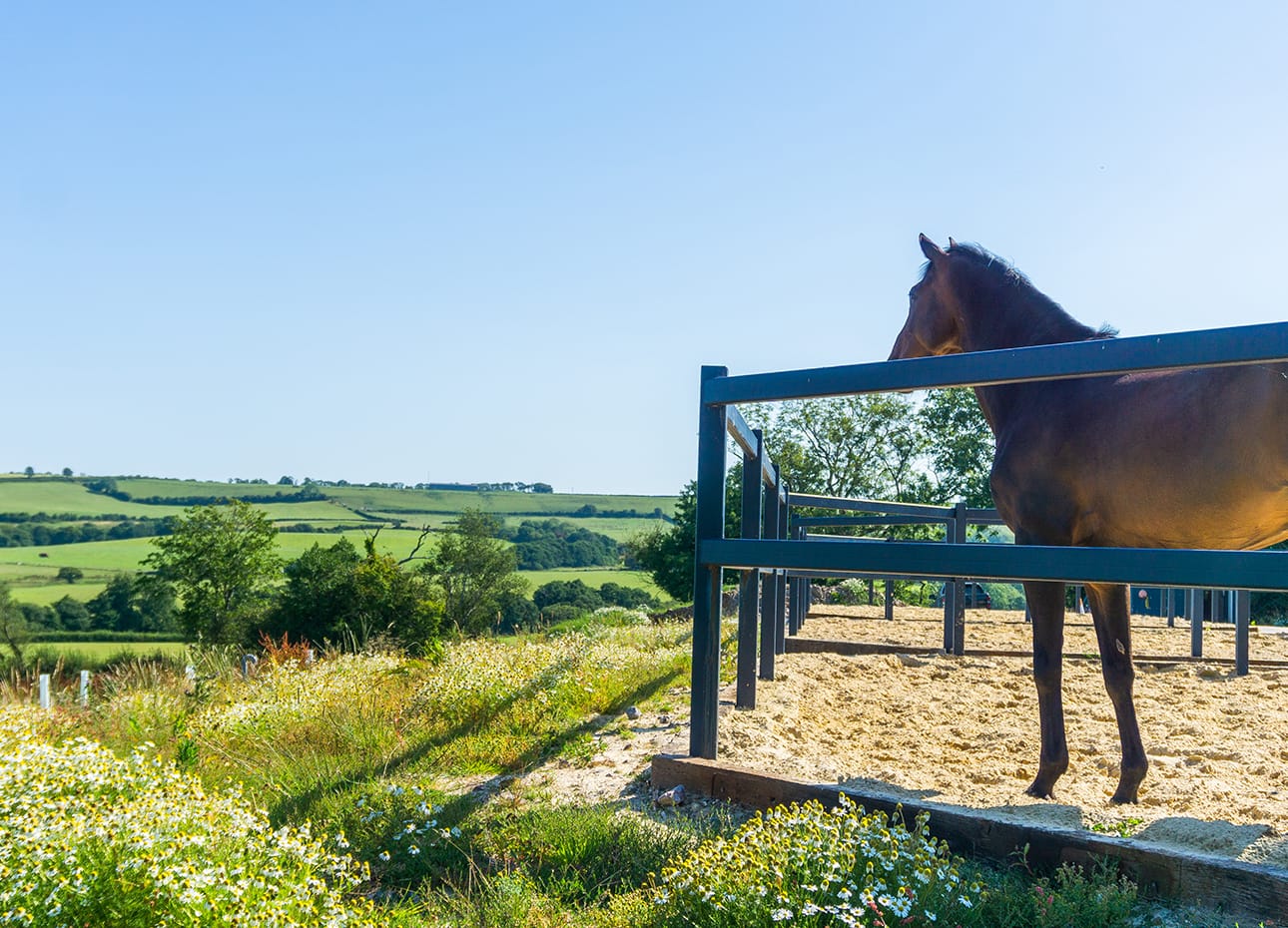 Sand facilities for horses