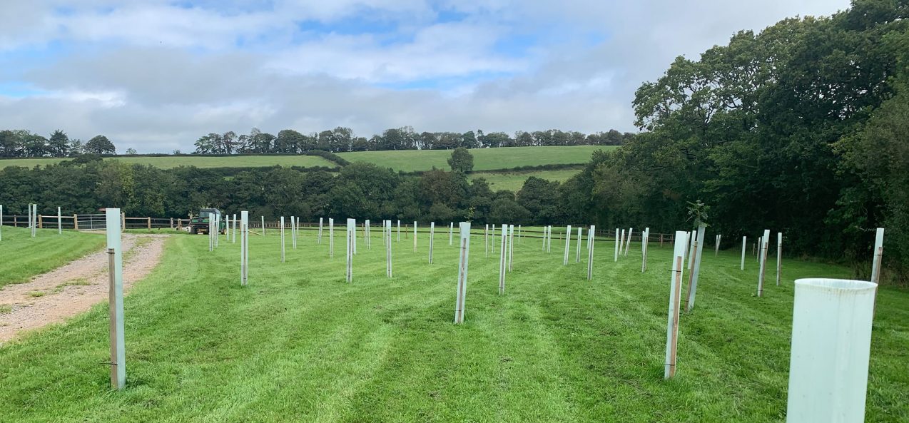 Tree planting on the Estate