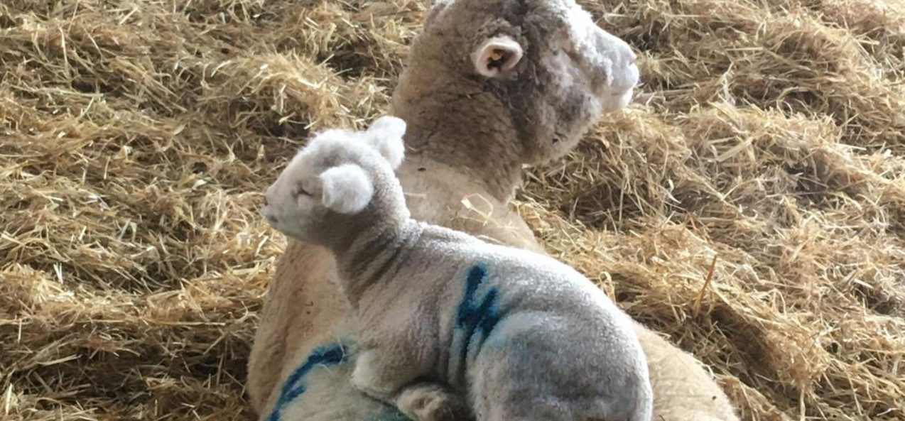 Lamb on The Chedington Estate