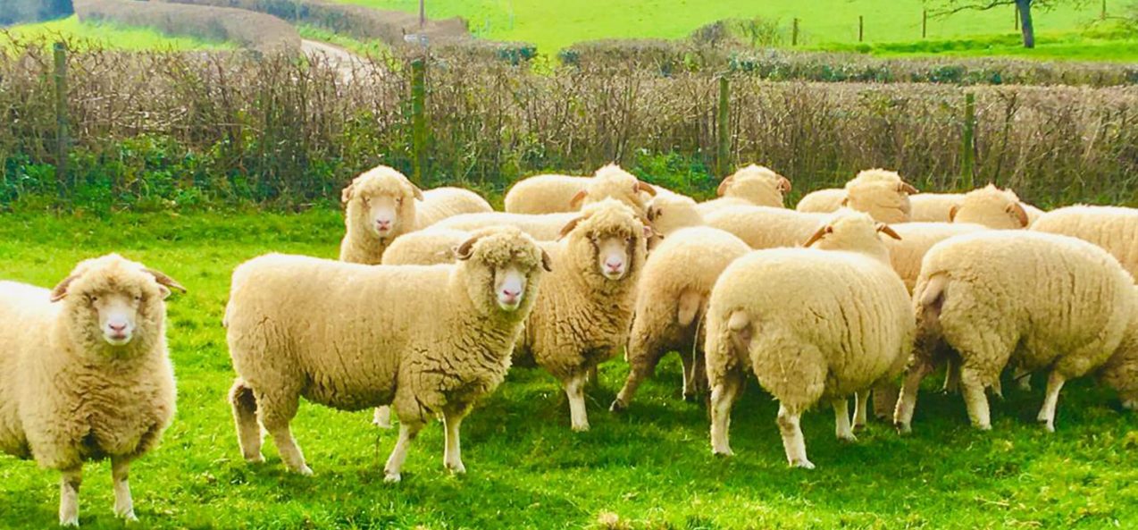 Sheep grazing on The Chedington Estate