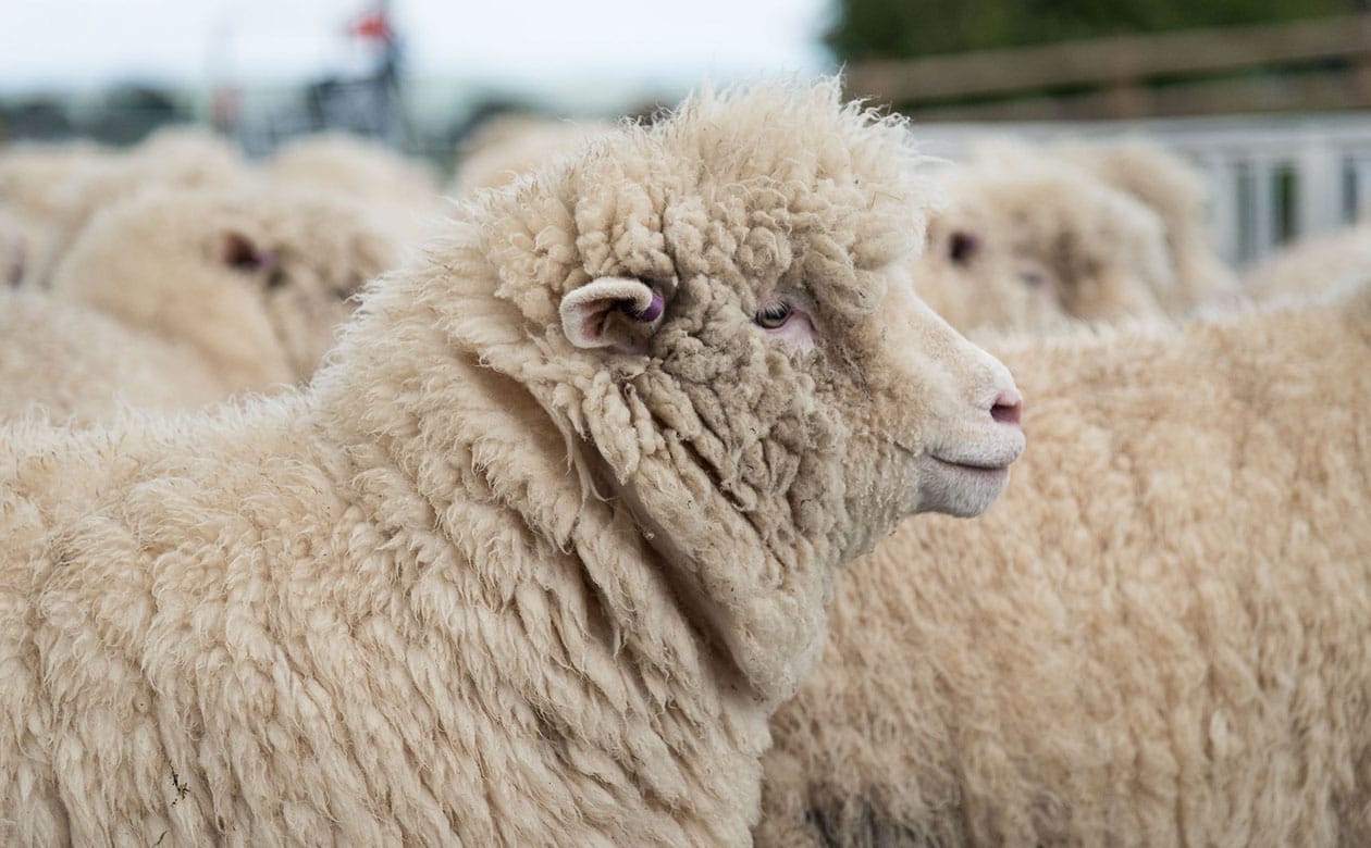 Sheep farming on The Chedington Estate