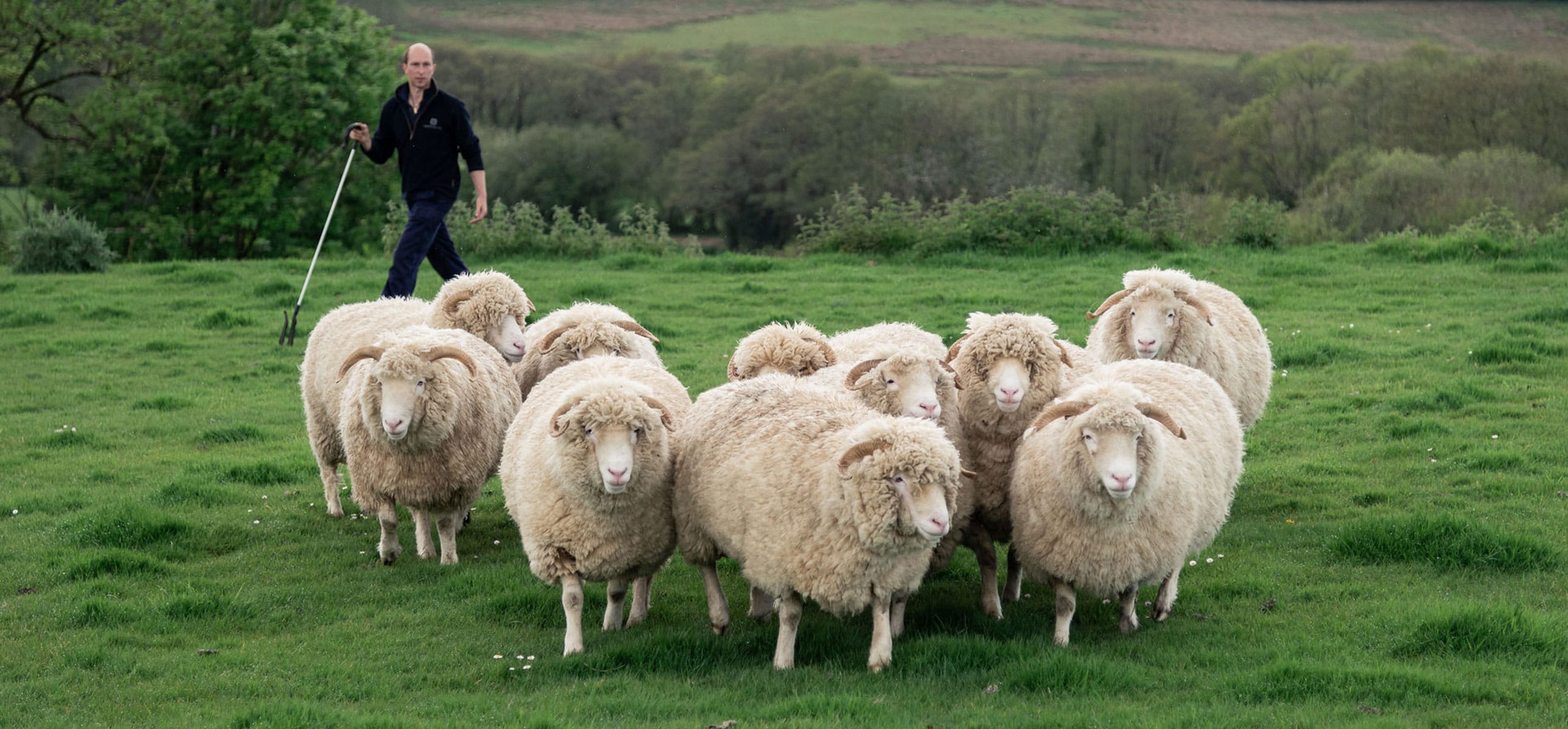 Sheep herding on The Chedington Estate