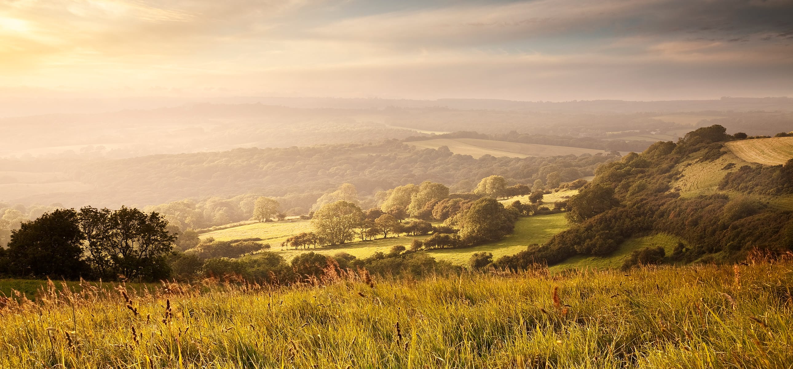An image of the Dorset countryside in summer