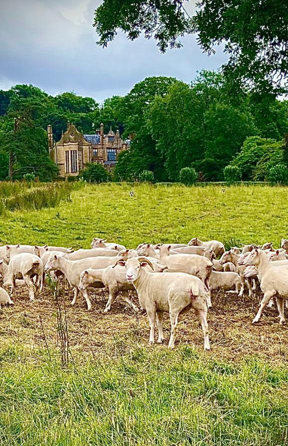 Sheep at Chedington Court