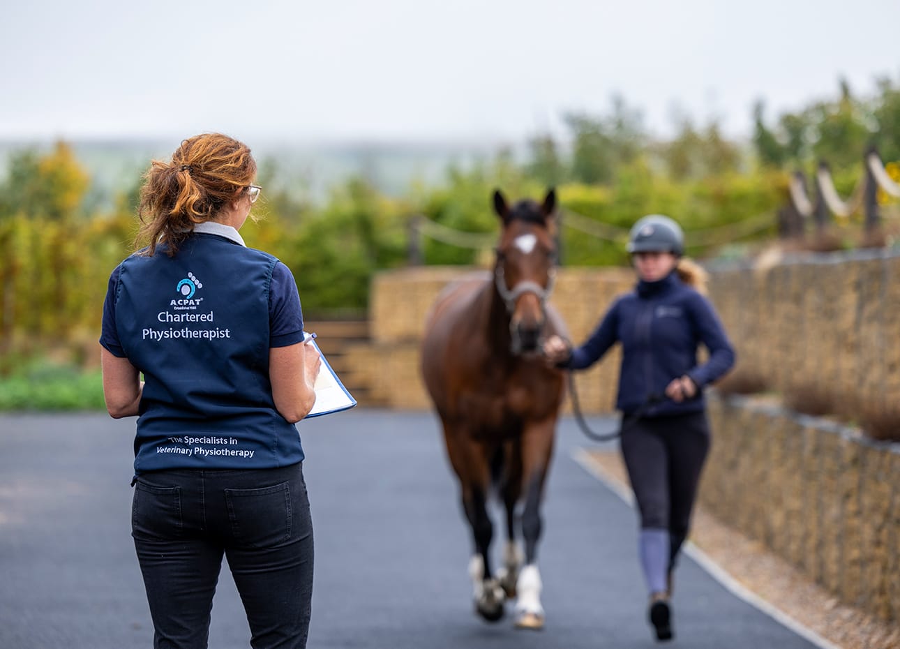 Expert equine physiotherapists on site