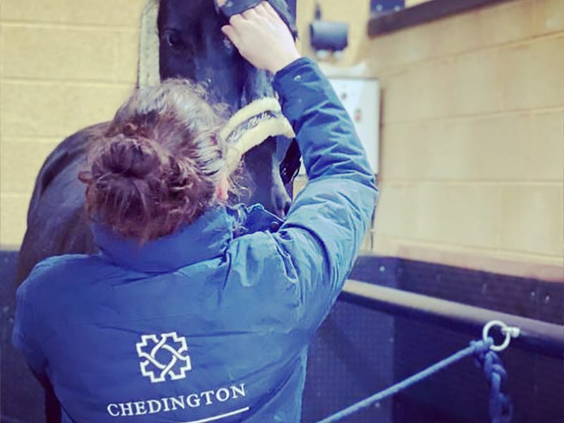 Exemplary equine care at Chedington Equestrian