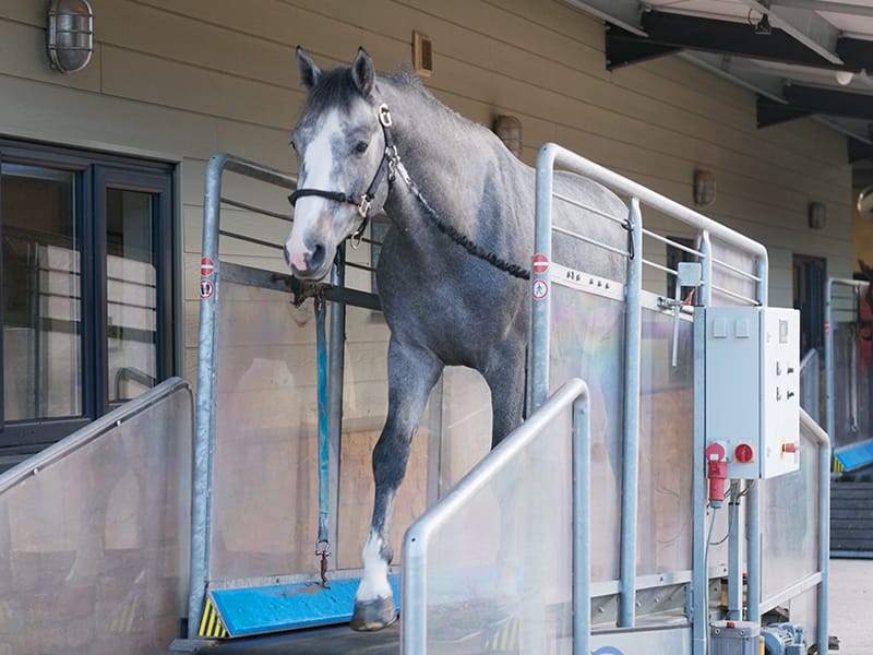 The dry treadmill at the yard